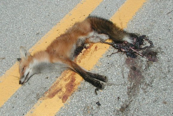 dead_fox.jpg